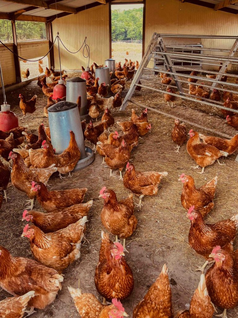 ferme gironde - ferme de montignac - Cénac