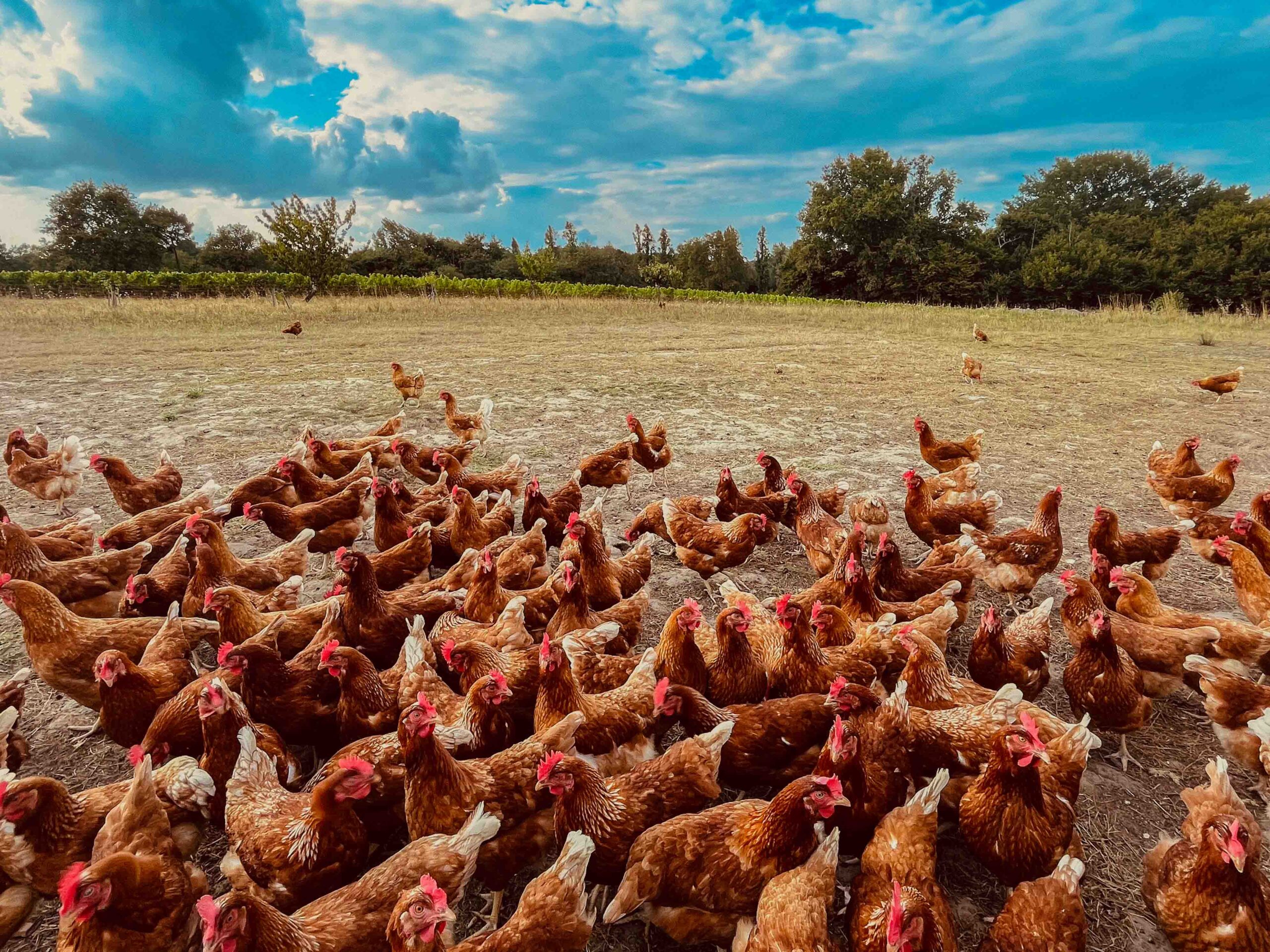 produits fermiers - ferme de montignac - cénac